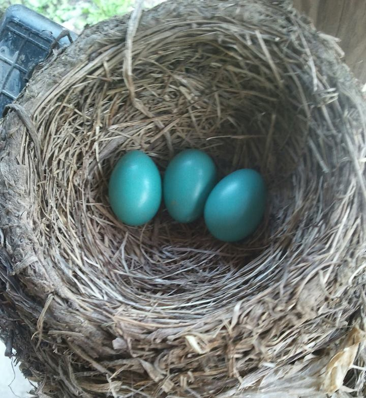 Blue Robins eggs in bird nest