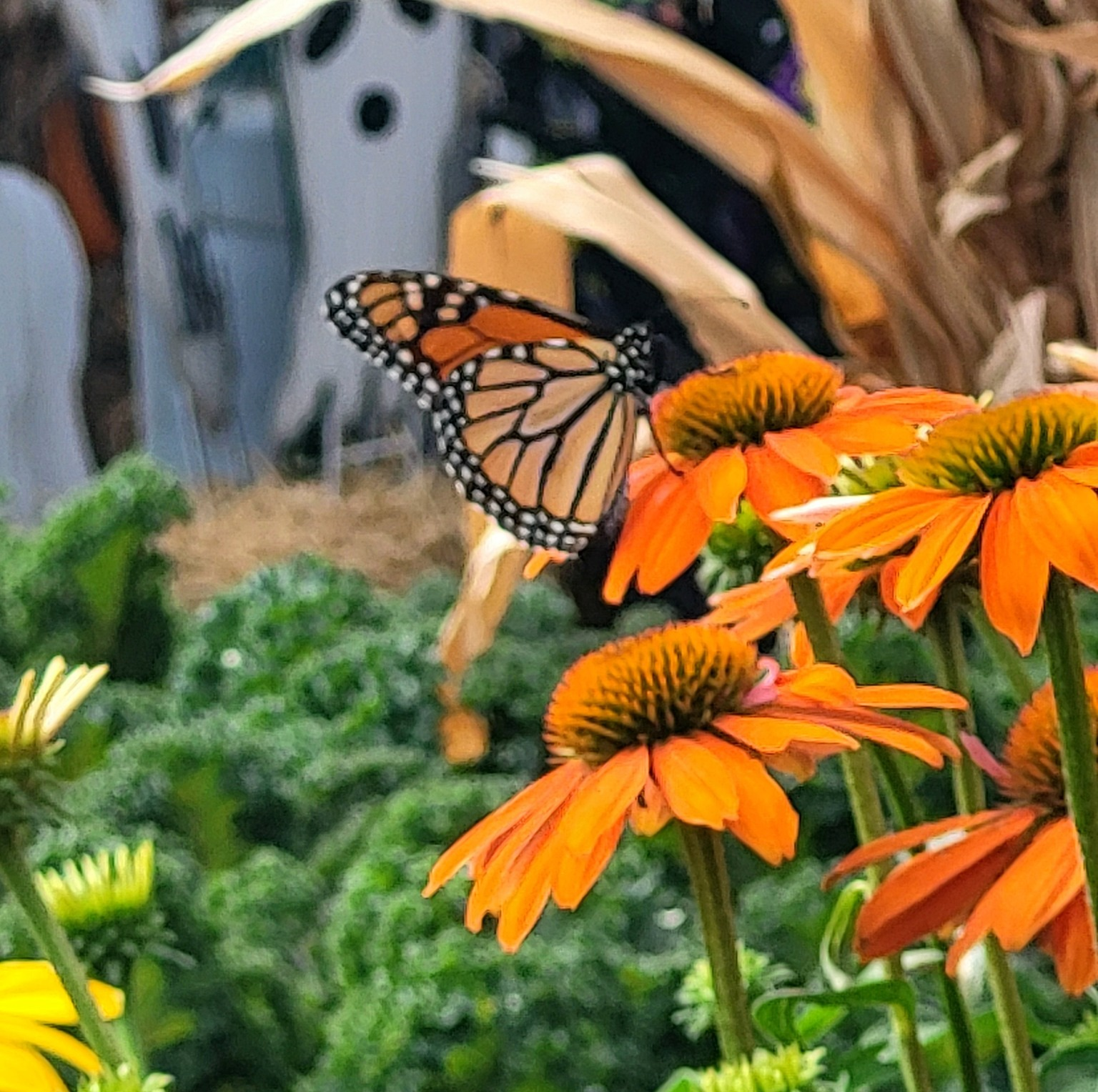 Orange butterfly on orange coneflower