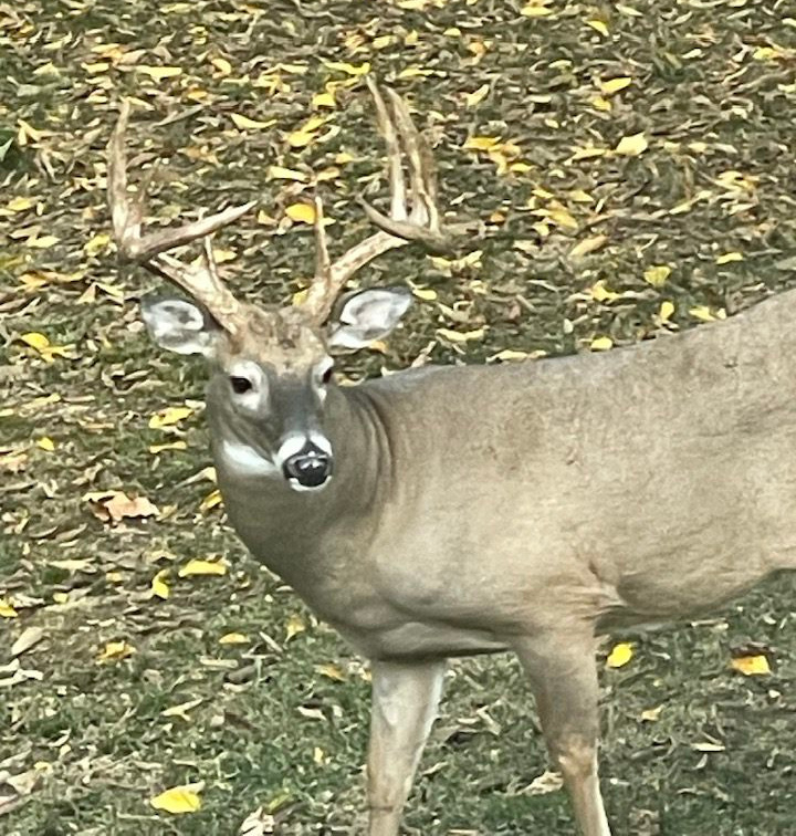 Large buck male deer with impressive antler rack