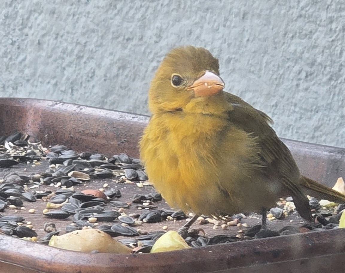 Penny the summer tanager eating food at a tray during winter